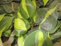Variegated Heartleaf Philodendron / Philodendron scandens 